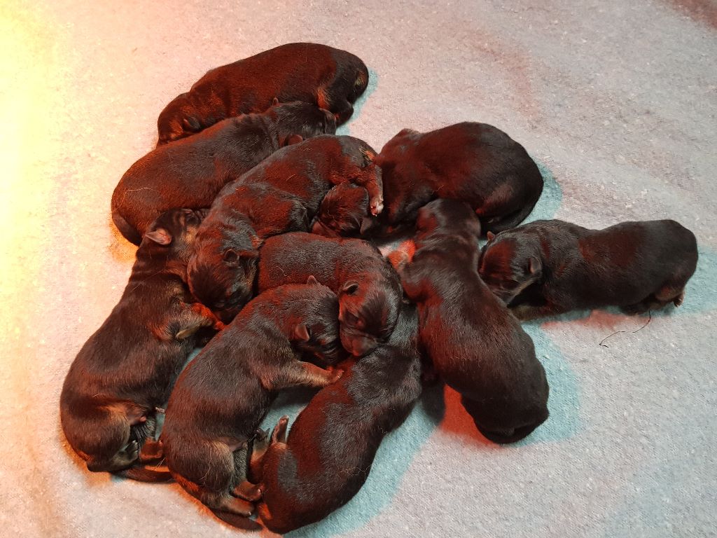 2022 chiots berger allemand LOF à réserver !