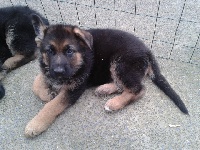 Jude