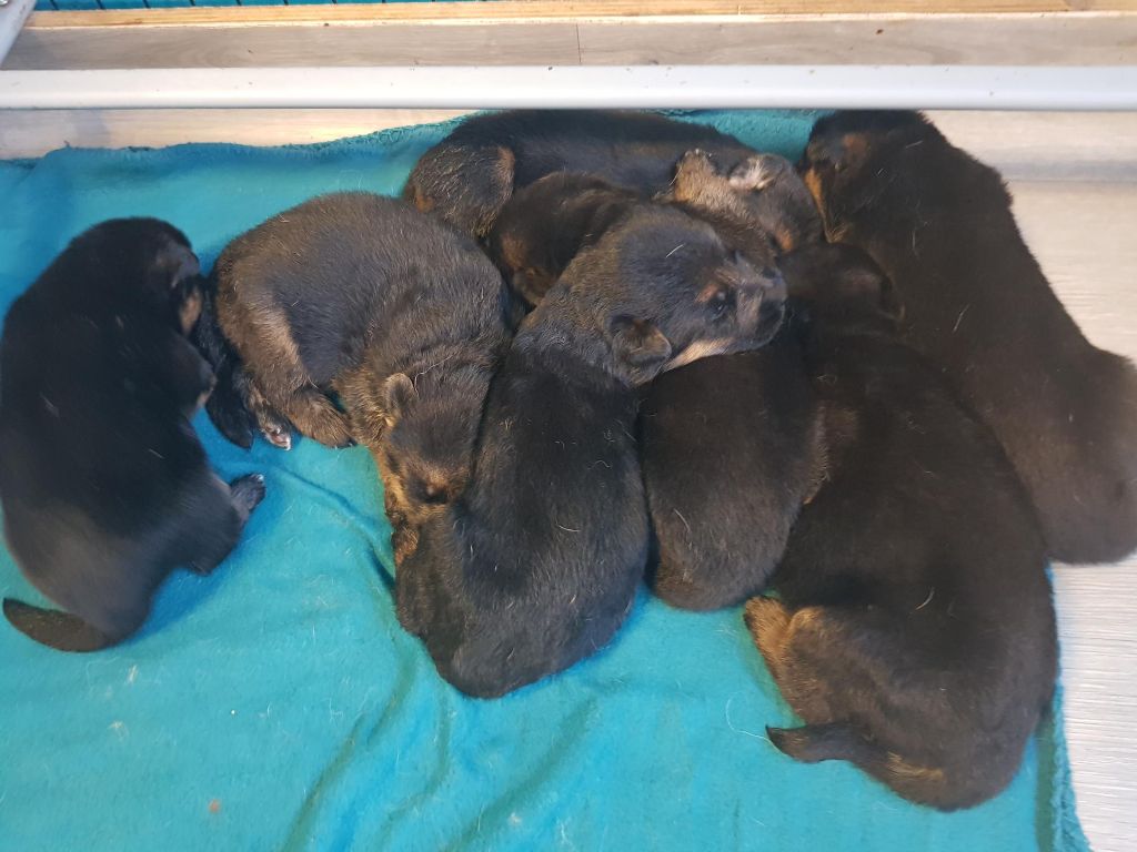 Chiot Berger Allemand Des Bergers De Boisloup