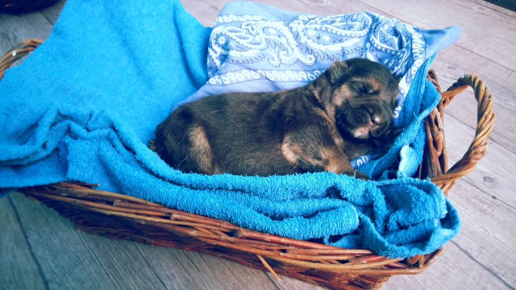 Des Bergers De Boisloup - Berger Allemand - Portée née le 17/10/2017